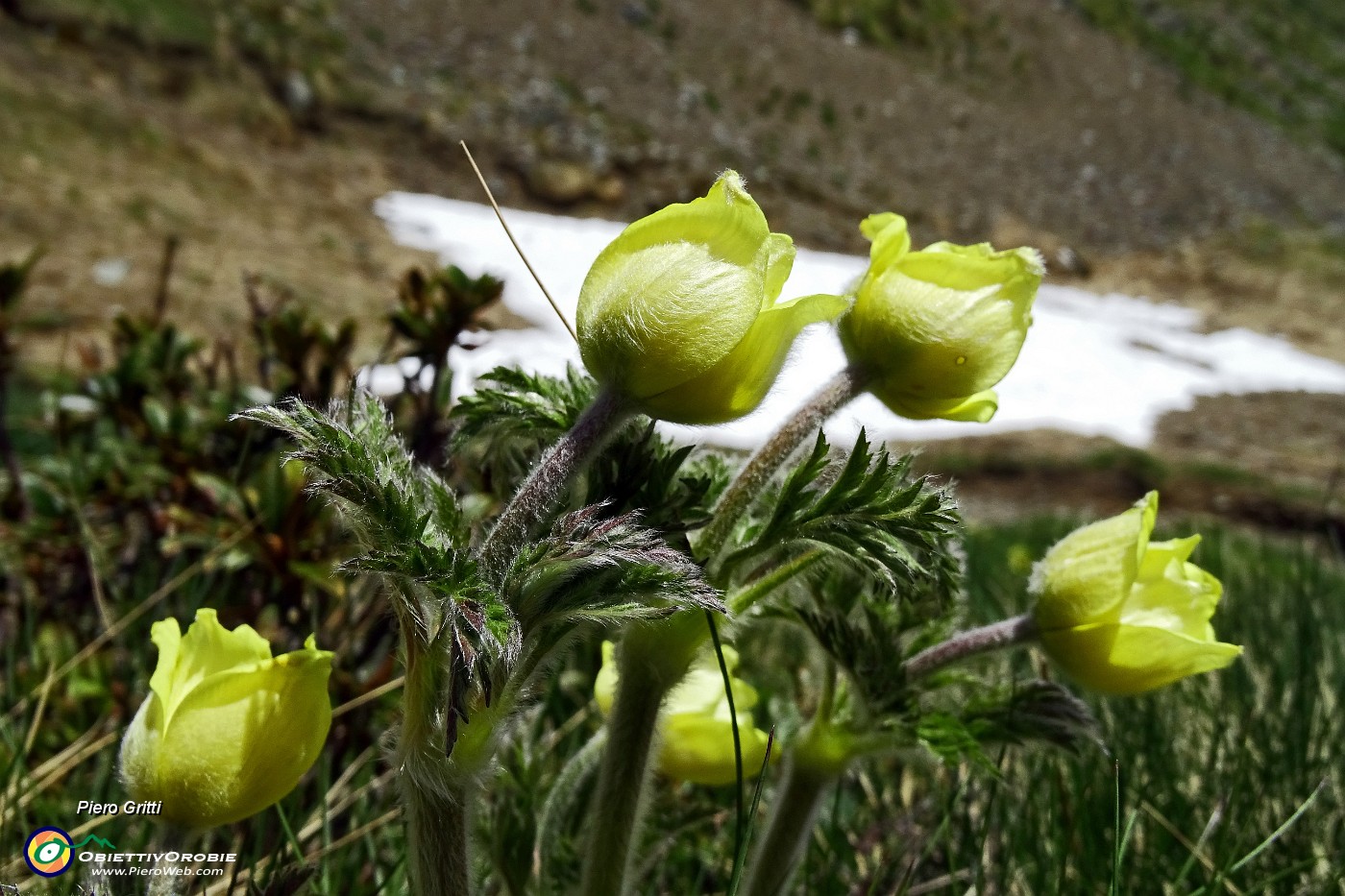 34 Pulsatilla alpina sulfurea in bocciolo.JPG -                                